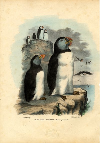 Atlantik-Puffin von Raimundo Petraroja